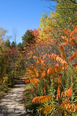 Walkway to Horn Lake