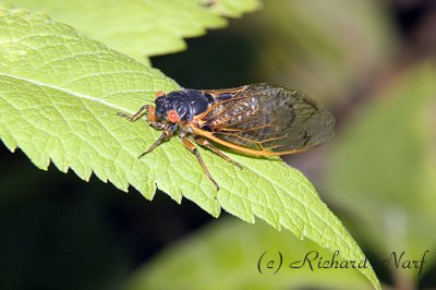 17 Year Cicada