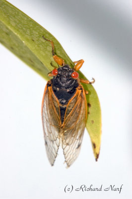 17yr Cicadas; June 2007