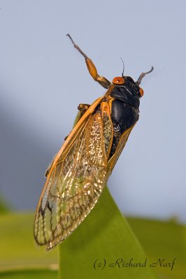 17 Year Cicada