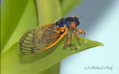 17 Year Cicada