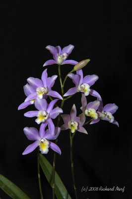 Lc Bowri-Albida 'Pink Lady'