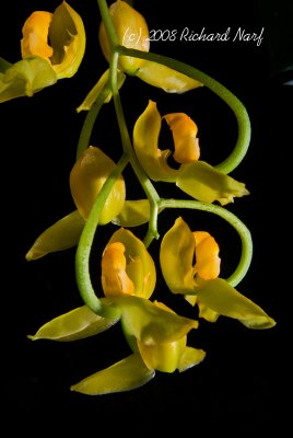 Gongora galeata - yellow