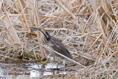 American Bittern