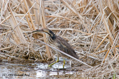 American Bittern