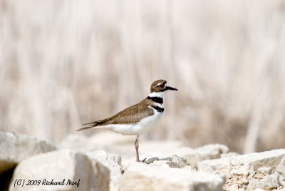 Killdeer