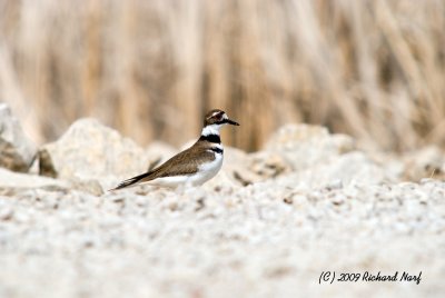 Killdeer