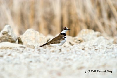 Killdeer