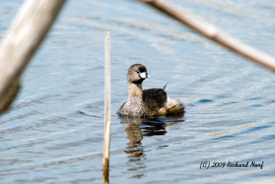 Pied-Billed Grebe