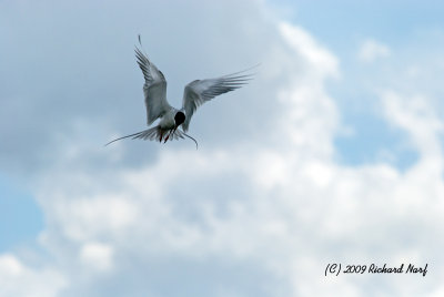 Forester's Tern