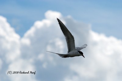 TERN, FORESTER'S