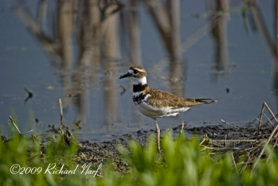Killdeer
