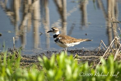 Killdeer