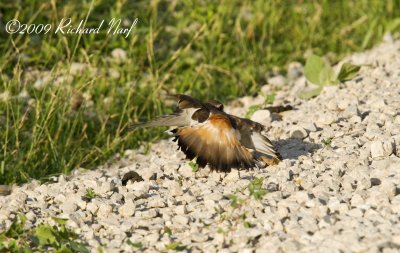 Killdeer