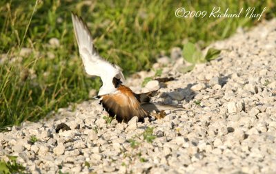 Killdeer