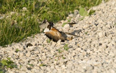 Killdeer