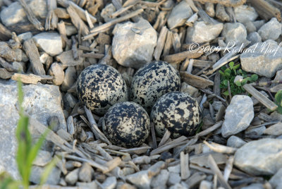Killdeer
