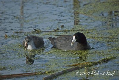 American Coot