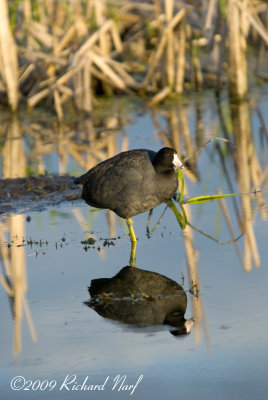 American Coot