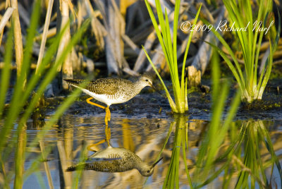 LESSER YELLOWLEGS