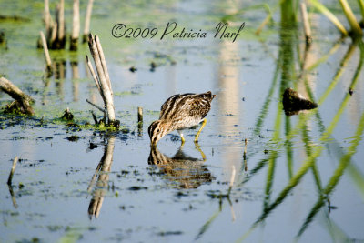 Common Snipe