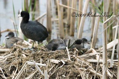 American Coot