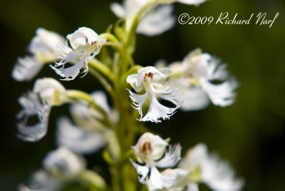Eastern Prairie Fringed Orchid: Platanthera leucophaea