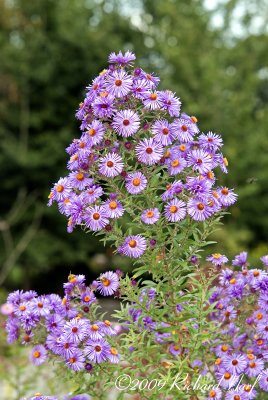 DSC_5857A-pb.jpg