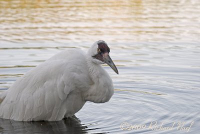 WHOOPING CRANE