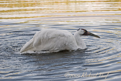 WHOOPING CRANE