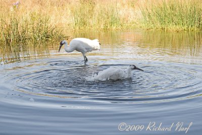 WHOOPING CRANE