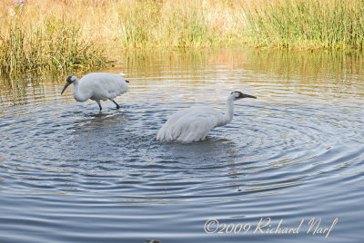 WHOOPING CRANE