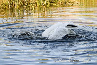 WHOOPING CRANE