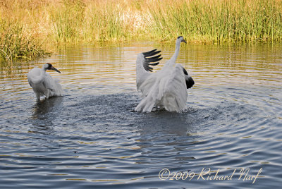 WHOOPING CRANE