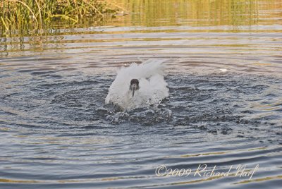 WHOOPING CRANE