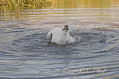 WHOOPING CRANE