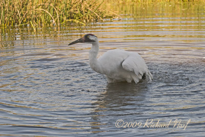 WHOOPING CRANE