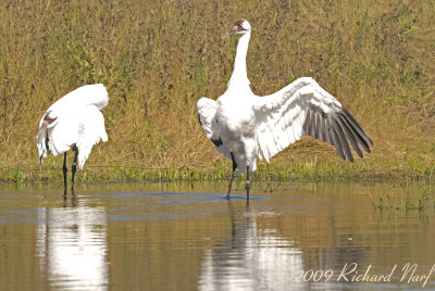 WHOOPING CRANE