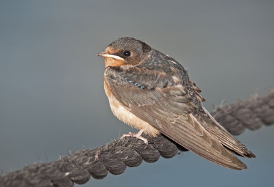 Barn Swallow, juvi