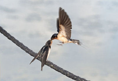 Barn Swallow Feeding