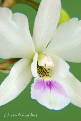 L anceps - alba x Dial Snowflake 'Mendenhall'