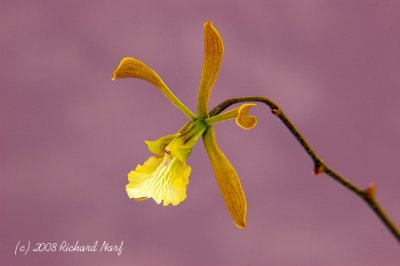 Encyclia aspera