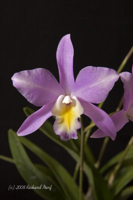 Lc Bowri-Albida 'Pink Lady'