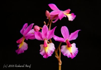 Epidendrum calanyhum  x  Barkeria whortoniana 'Erick's Find'