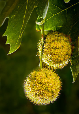 Sycamore Nuts