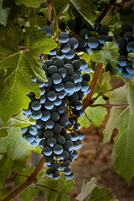 Grapes on the Vine