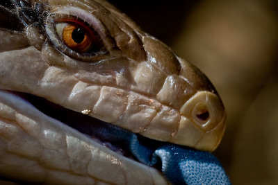 Blue-Tongued Skink