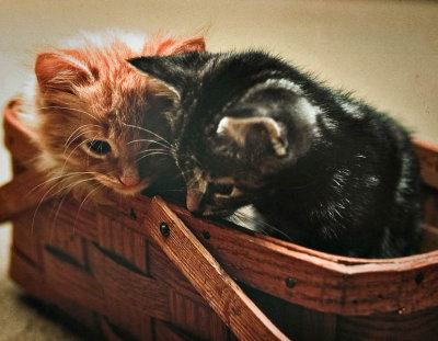 Rolly Poly and Squeeky