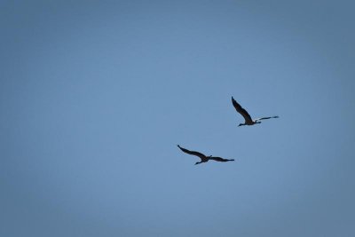 Black-Necked Cranes