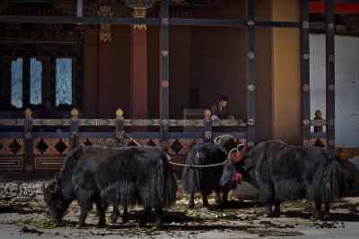 Feeding the Yaks